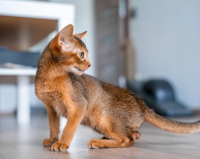 cat skin rolling cat skin rolling