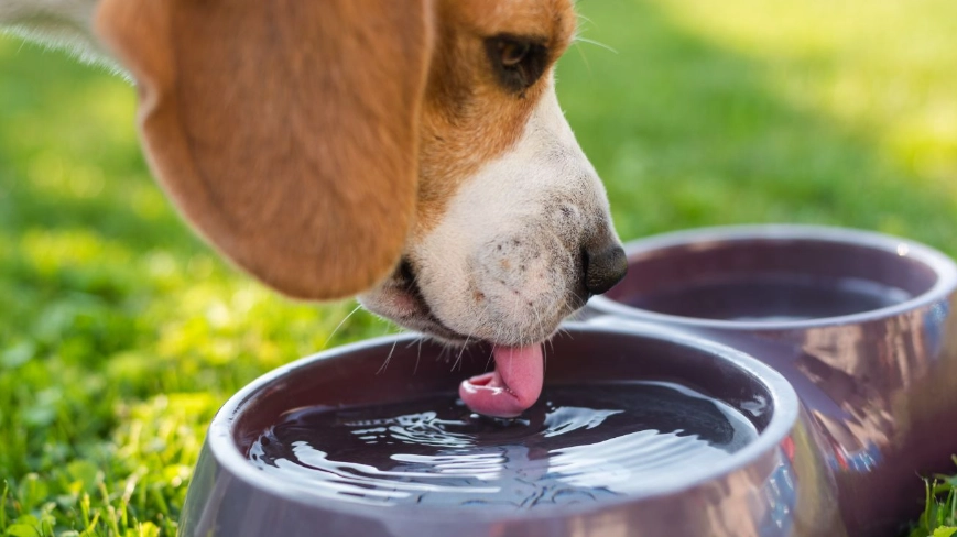 excessive thirst in dogs