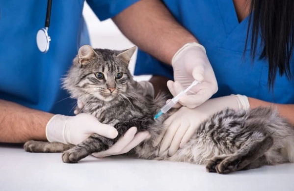 core vaccines for cats