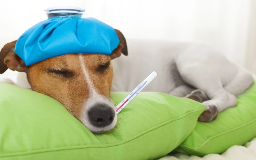 canine influenza treatment