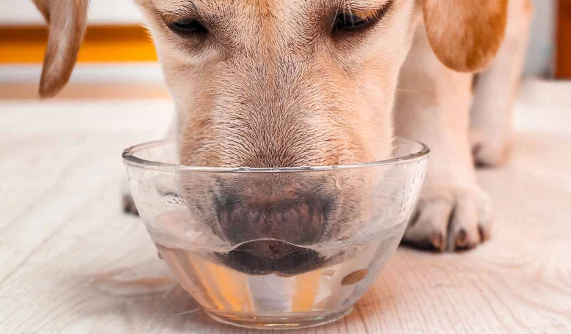 dog drinking more water than usual