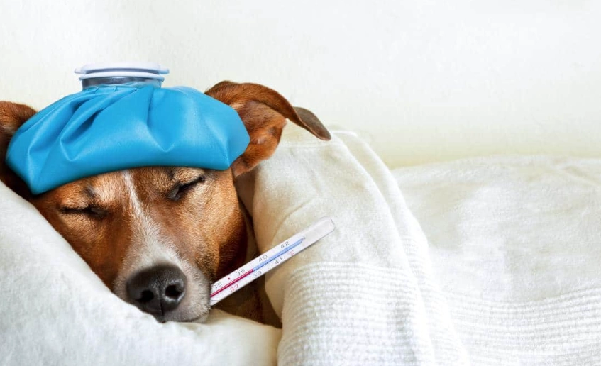 dog flu symptoms