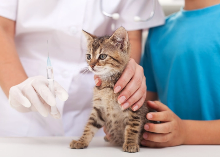 cat vaccination schedule