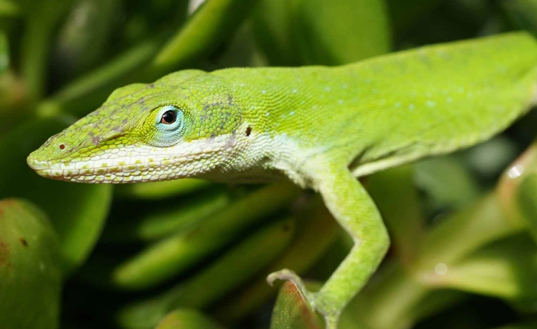 anole lizard species