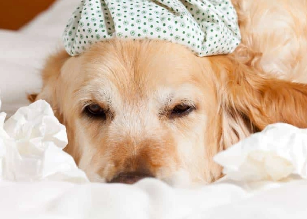 dog flu symptoms
