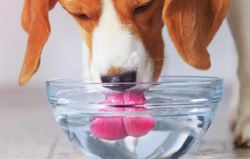 excessive thirst in dogs