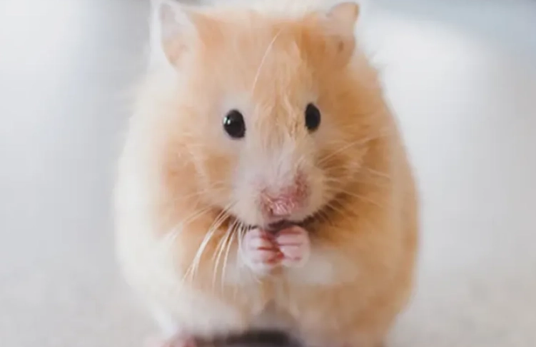 how long do hamsters live