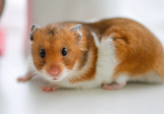 hamster lifespan