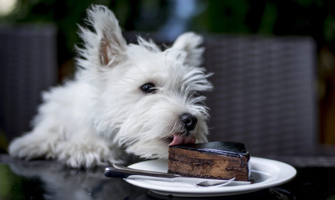 dangerous human foods for dogs
