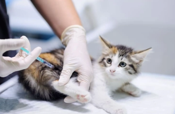 core vaccines for cats