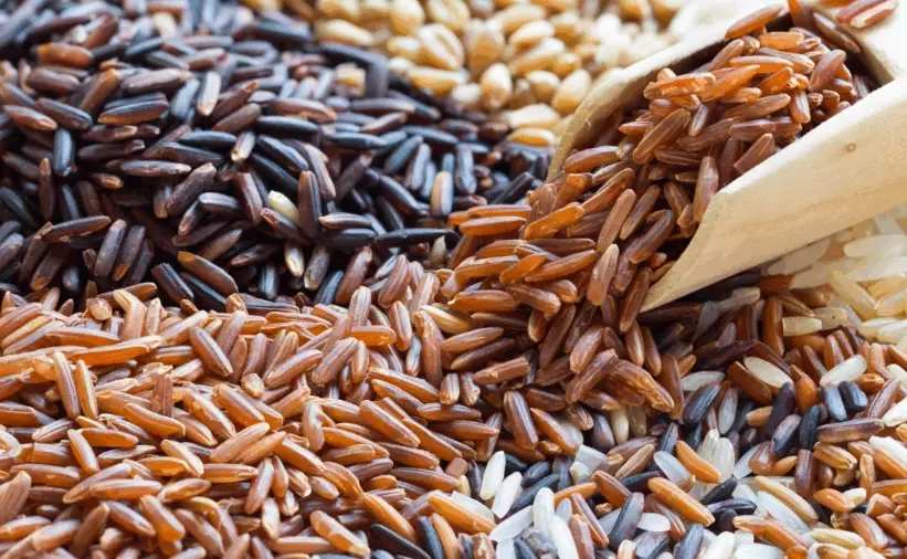 feeding rice to dogs