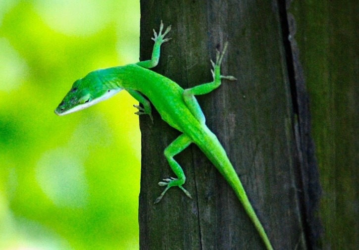 anole lizard species