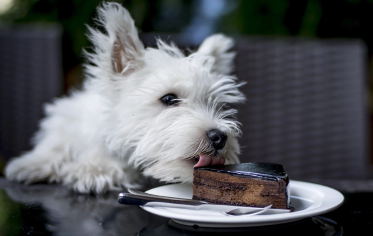 dangerous human foods for dogs