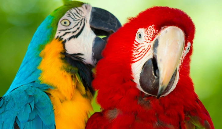macaw species