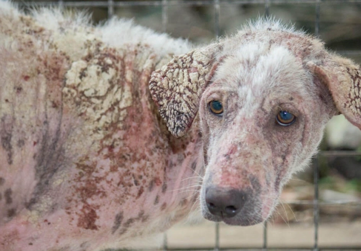 types of mange in dogs