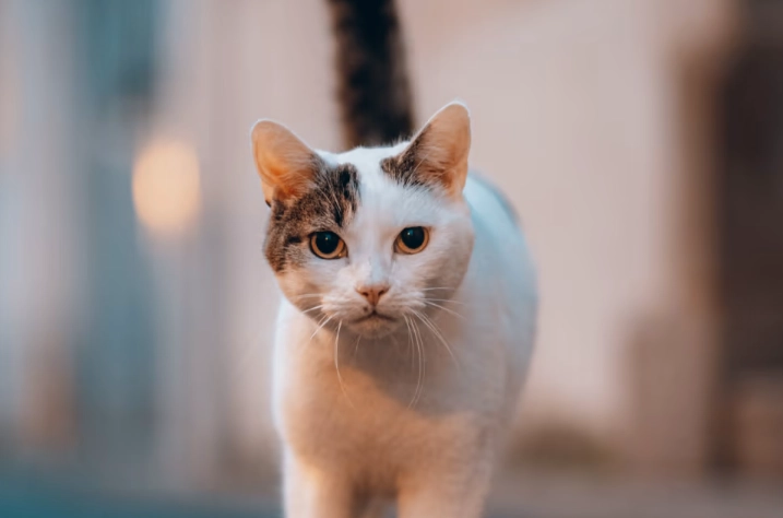 feline infectious peritonitis