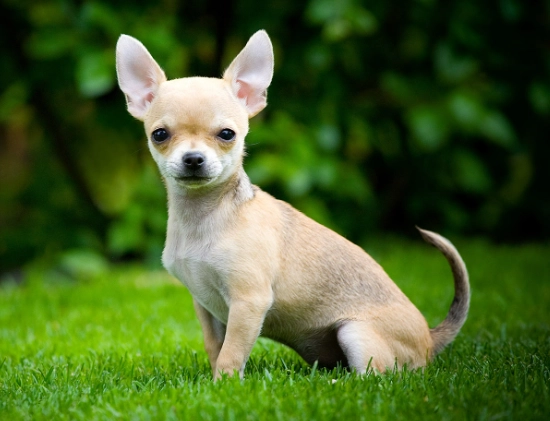 miniature dog species