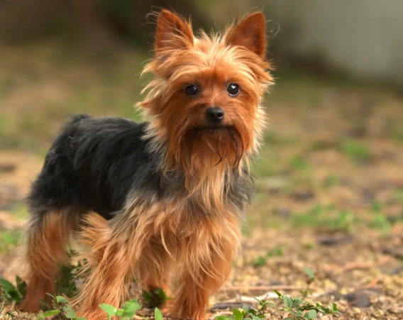 smallest dog breeds