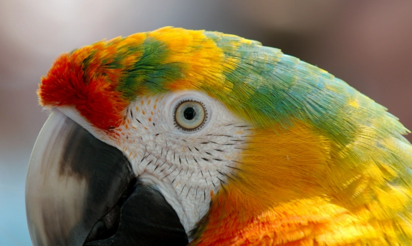 macaw parrot care