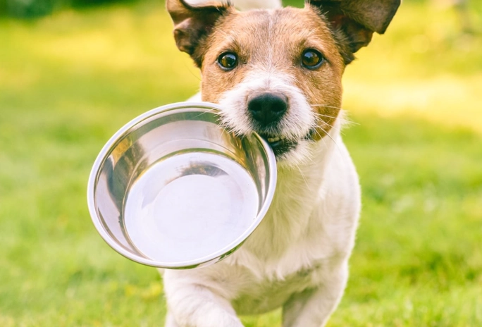 is pomegranate safe for dogs is pomegranate safe for dogs