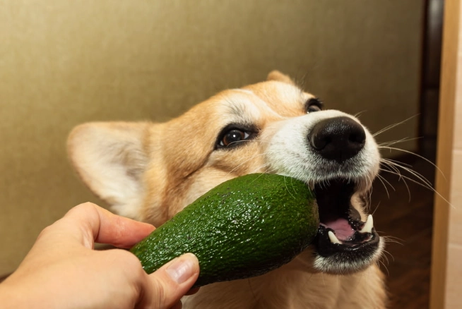 avocado toxicity in dogs