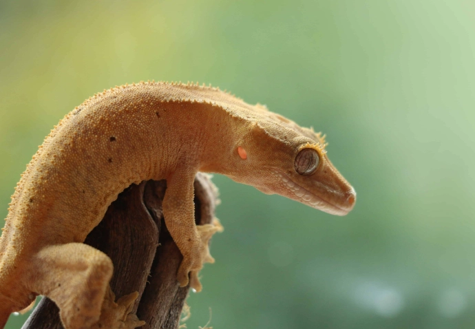 crested gecko care