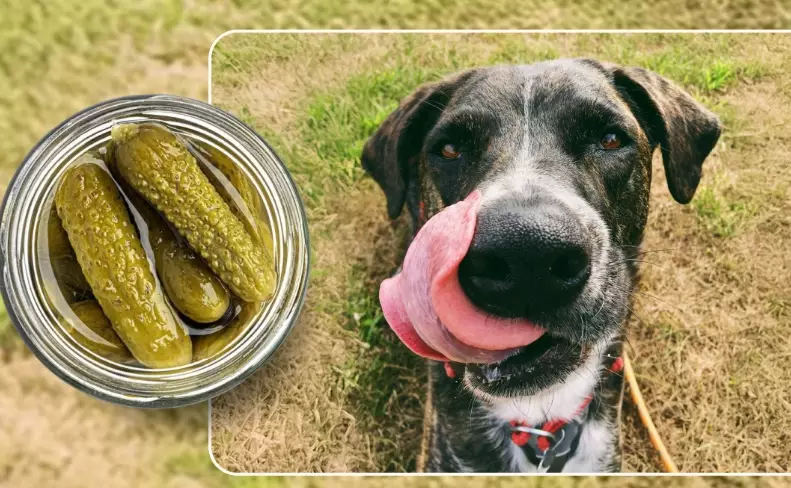 can dogs eat pickles
