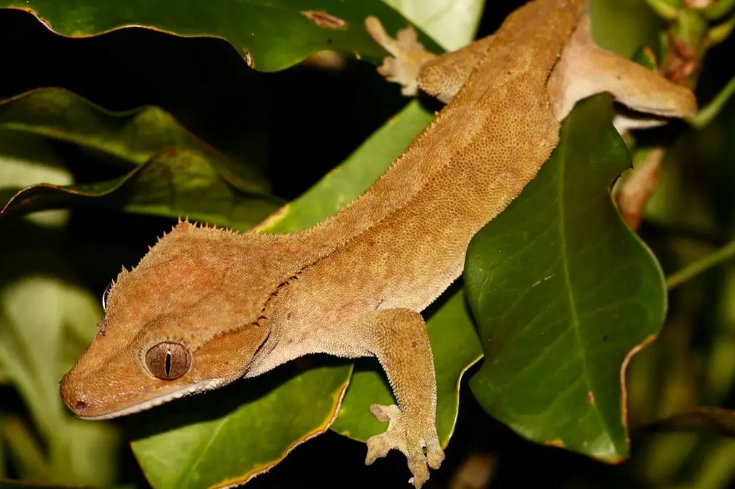 crested gecko care