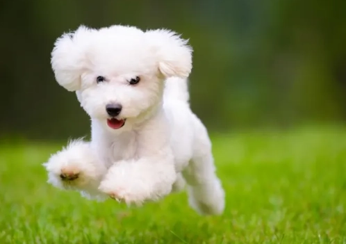 miniature dog species