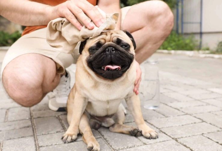 dog paw pads sweating