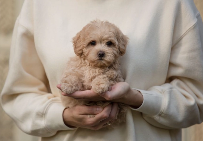 maltipoo price