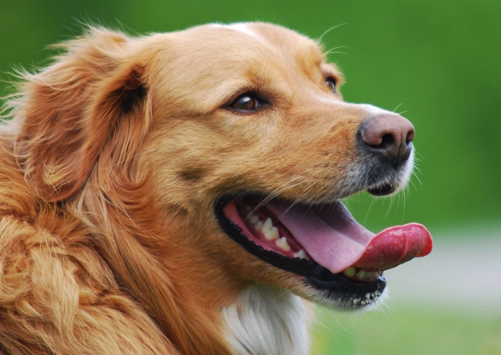 how do dogs cool down