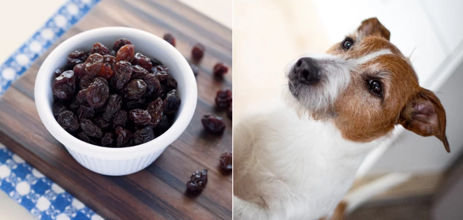 are raisins bad for dogs