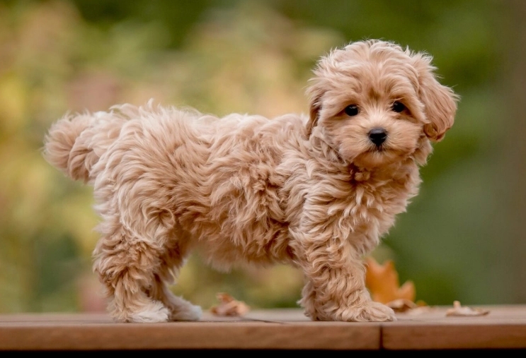 maltipoo temperament