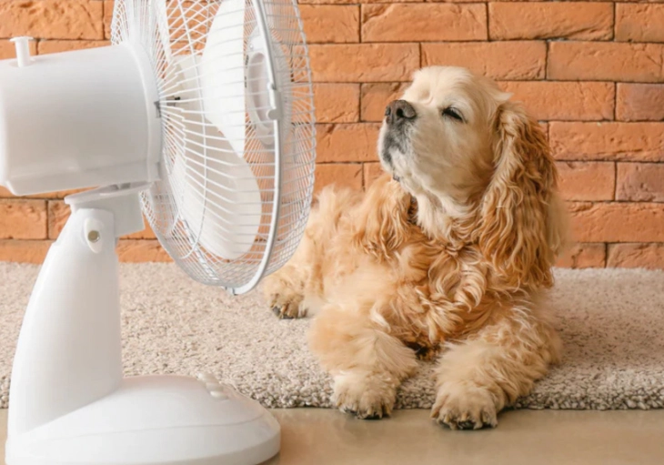 dog paw pads sweating