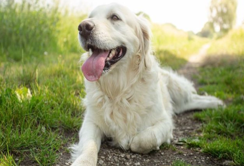 how do dogs cool down