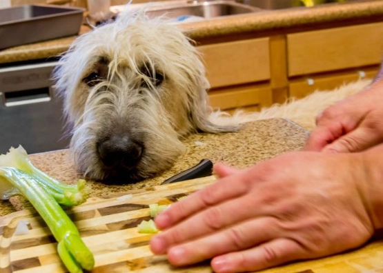celery for dogs celery for dogs