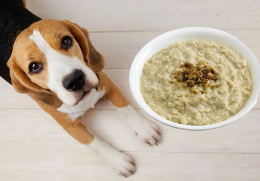 oatmeal for dogs