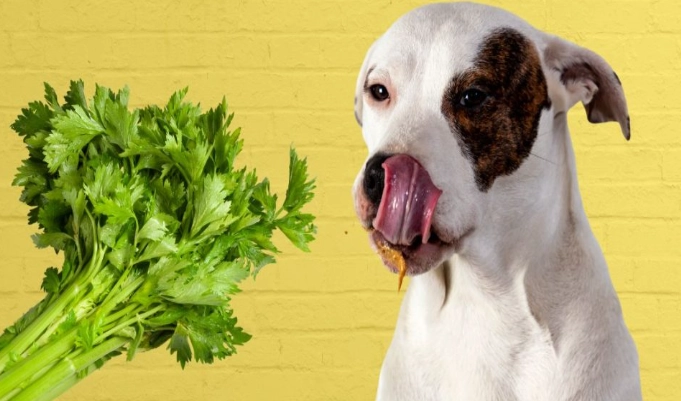 can dogs eat celery can dogs eat celery