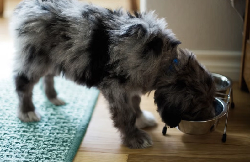 is oatmeal good for dogs