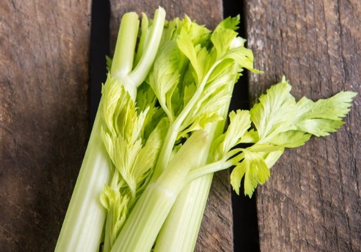 celery for dogs celery for dogs