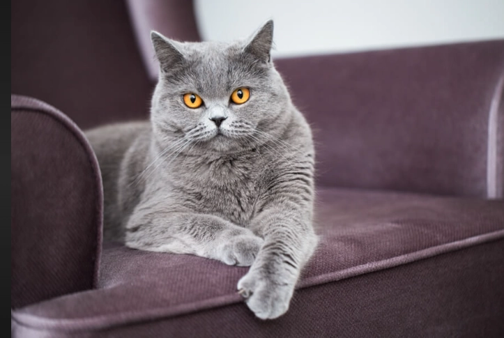 how to clean cat urine