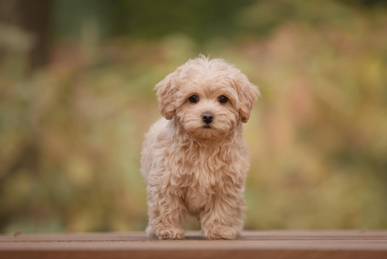 maltipoo puppies