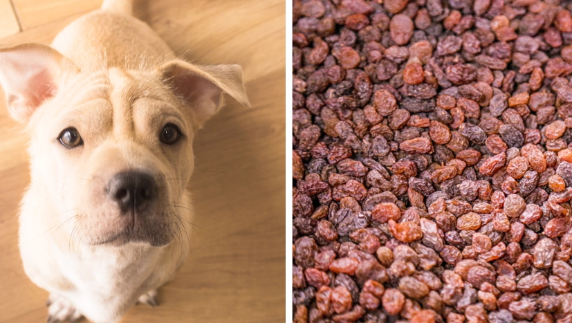 are raisins bad for dogs