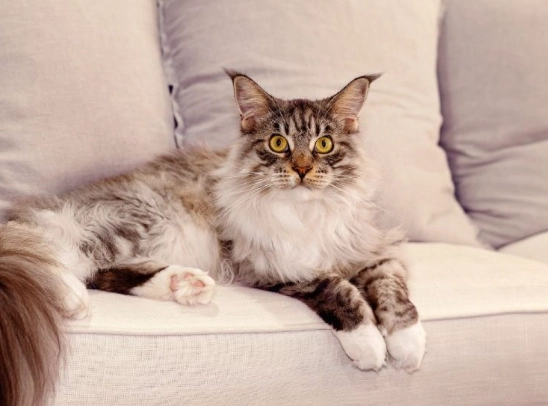 remove cat urine smell