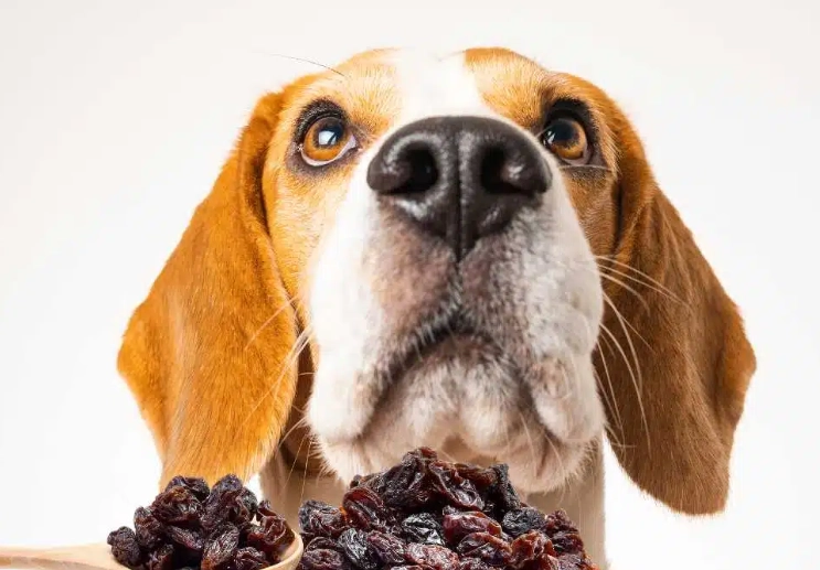 dog ate raisins what to do