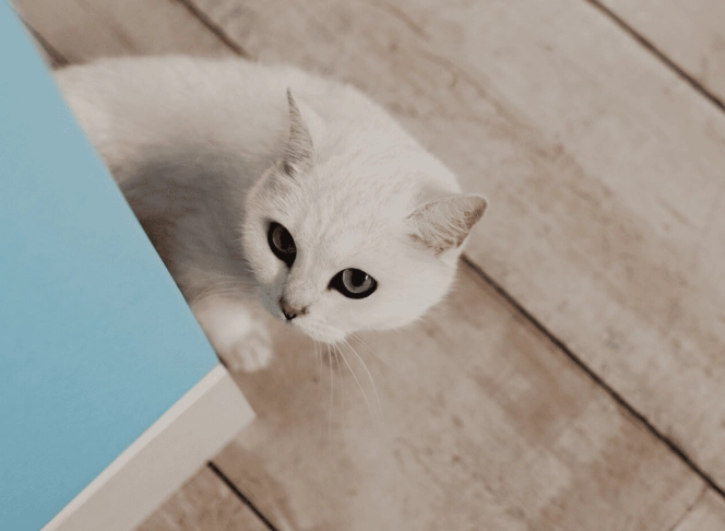 cat pee odor removal