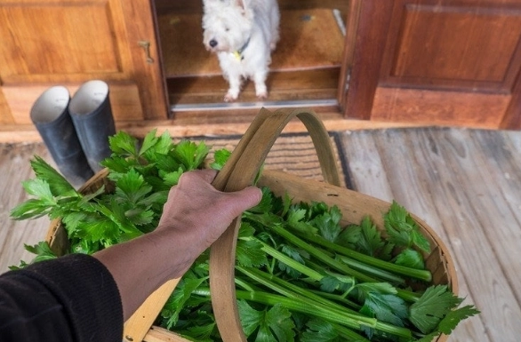 can dogs eat celery can dogs eat celery