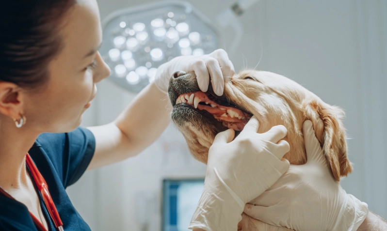 dog teeth cleaning products dog teeth cleaning products