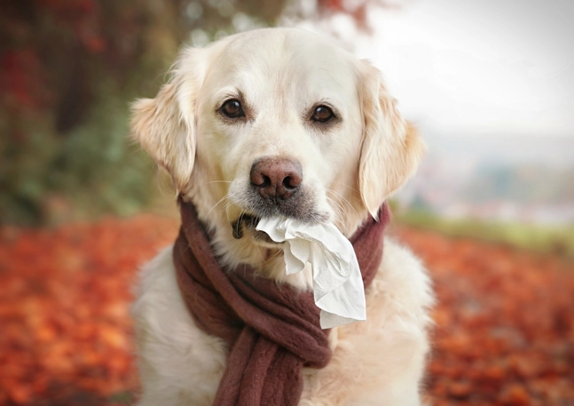 giving benadryl to dogs giving benadryl to dogs